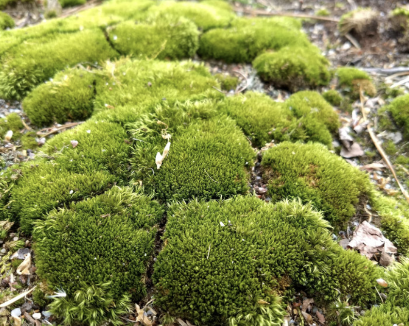 <ul><li><p>no vascular tissue </p></li><li><p>reproduce w/ spores </p></li></ul><p></p>