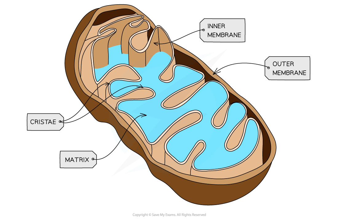 <p>Mitochondria</p>