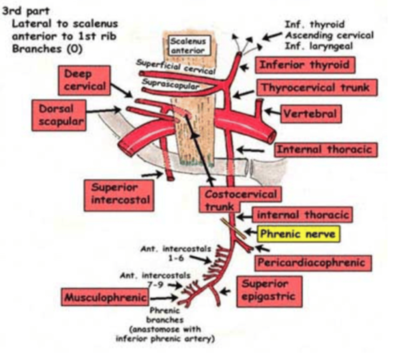 <p>- Vertebral artery</p><p>- Internal thoracic artery</p><p>- Thyrocervical trunk</p><p>- Costocervical trunk (deep cervical artery, superior intercostal artery)</p><p>- Dorsal scapular artery</p>