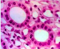 <p>What is the function of simple cuboidal epithelium?</p>