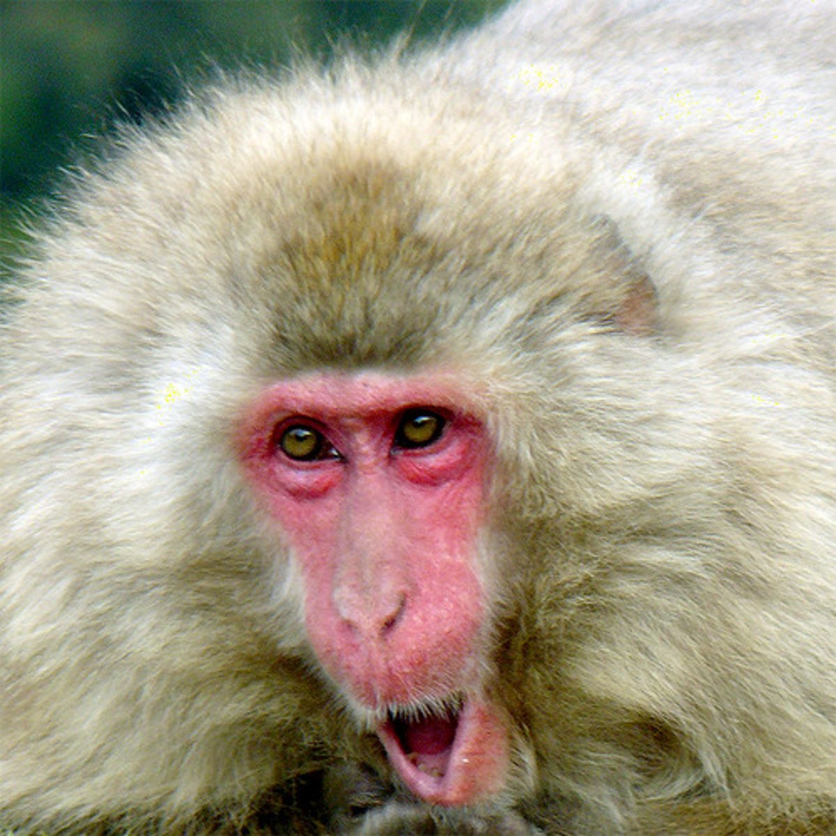 <p>el mono</p>