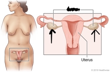 <p>Paired, almond-shaped organs located in the pelvic cavity. </p>