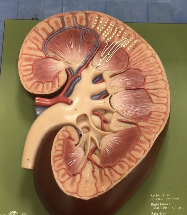 <p>Description: Bean-shaped structures located retroperitoneal</p><p>Function: Responsible for blood filtration and urine formation</p>