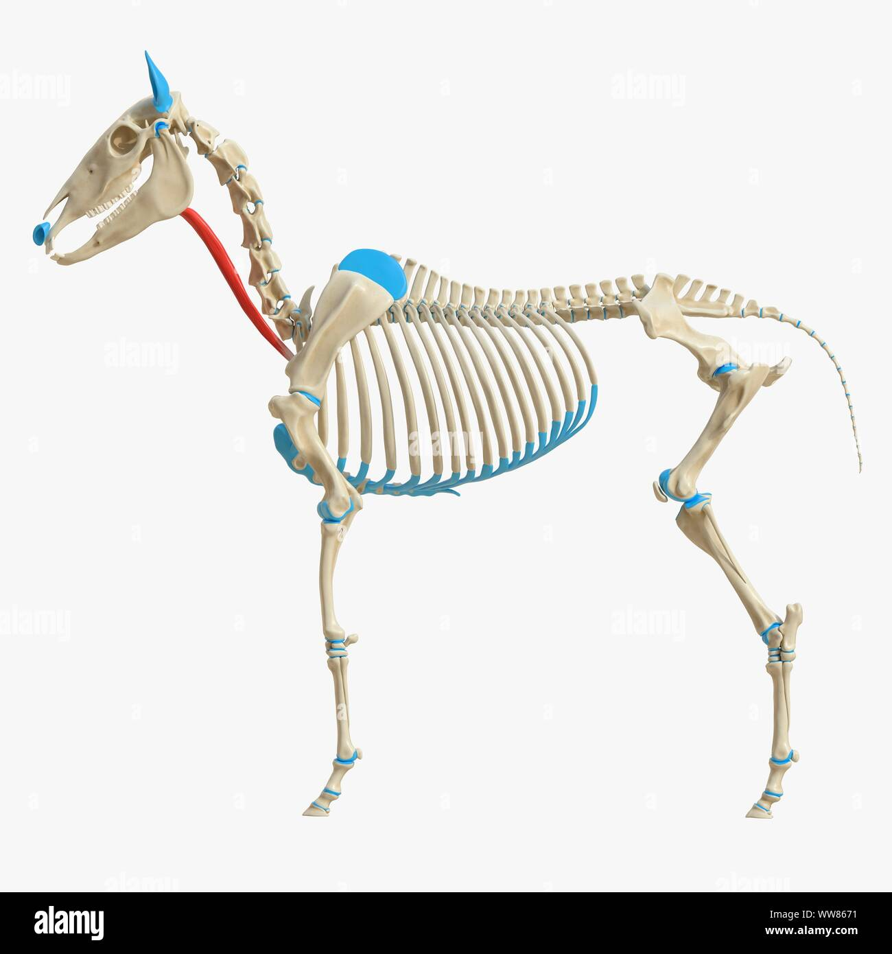<p>which long hyoid muscle originate from subscapular fascia near shoulder joint and inserts on basihyoid? </p>
