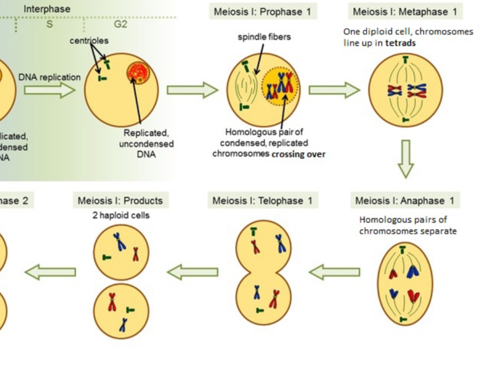 <p>Nuclear membrane dissolves, centrioles, P1: chromosome pairs w/ homologous form tetrad, crossing over happens, M1: still forming tetrad homologous pair chromosome line up tetrad double line A1: pull pair apart reduction division T: nuclear membranes MIGHT cytoplasm divides</p>