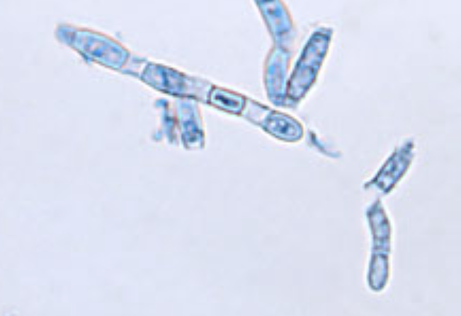 <p>What organism is this?</p>