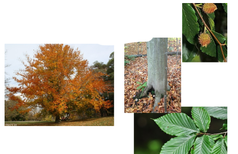 <p>-serrated leaf edges -leaves bigger -smooth gray bark</p>