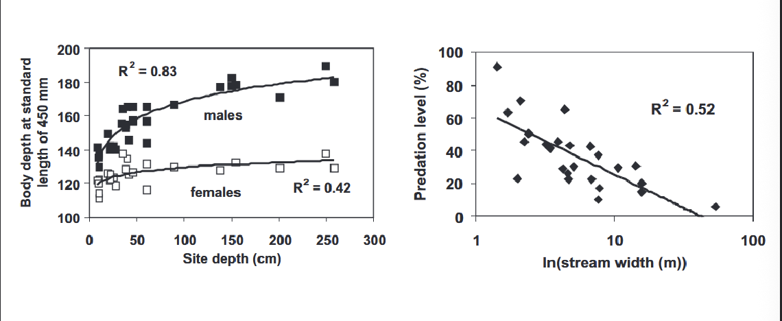 <p>Salmon are bigger and deeper-bodied in bigger streams, where there’s less bear WHAT </p>