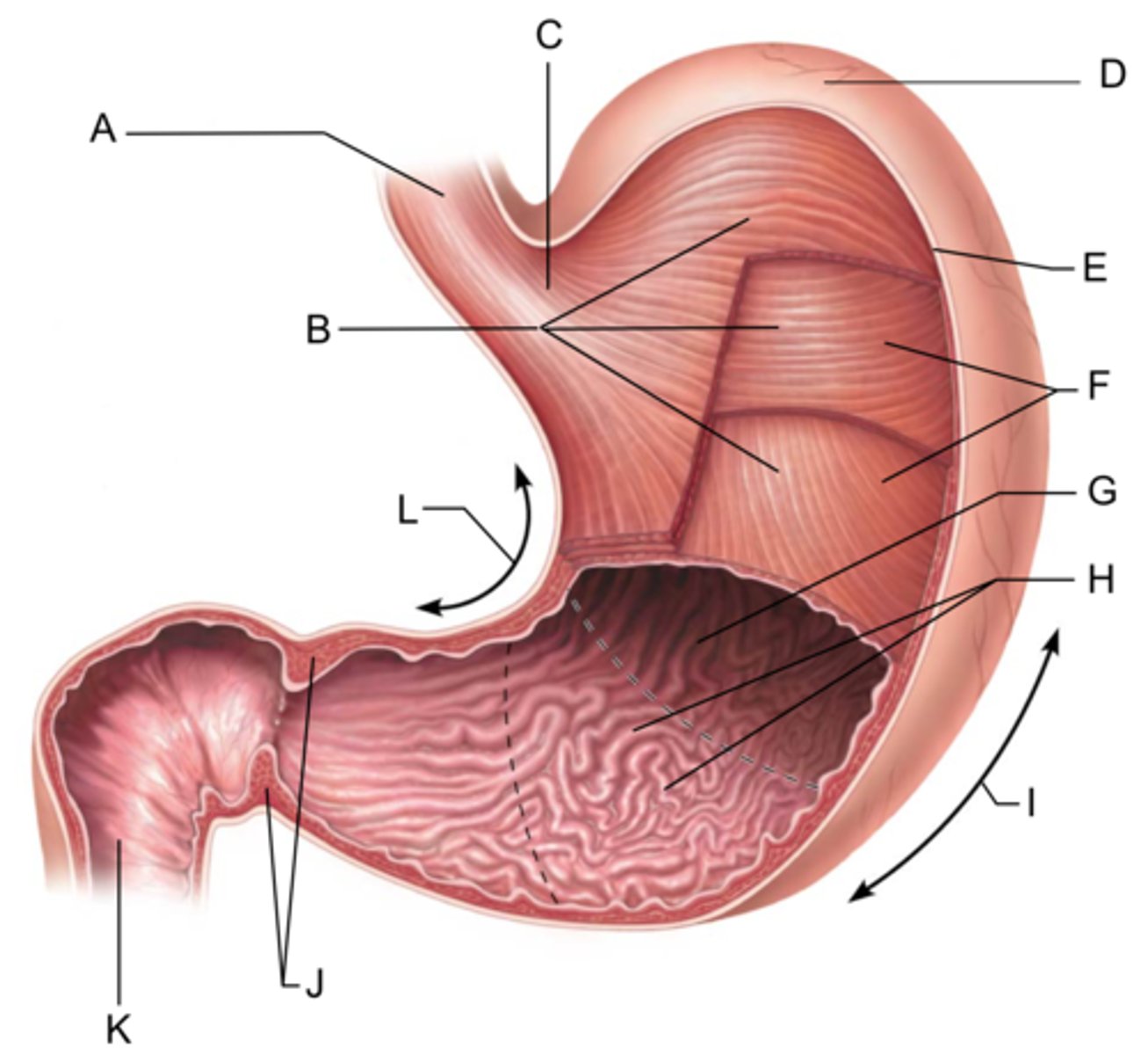 <p>What is the body feature F</p>