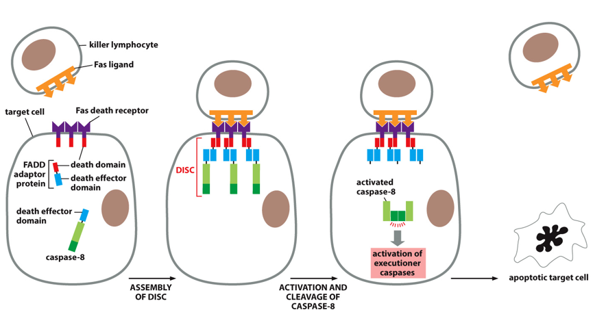 caused when a signal is received from another cell, like an immune response to a virus infection.

\
__Process__:

* **killer T-cells** check proteins displayed on cell surface
* when a foreign protein is detected, T-cells secrete **Fas ligand**
* Fas ligand binds to **Fas death receptor** on targeted cell
* receptor trimerizes to form **DISC complex**
  * **FADD adaptor** binds to death domain
  * **initiator caspases** bind to adaptor
* initiator caspases are cleaved and dimerize
* initiator caspases cleave and activate **executioner caspases**