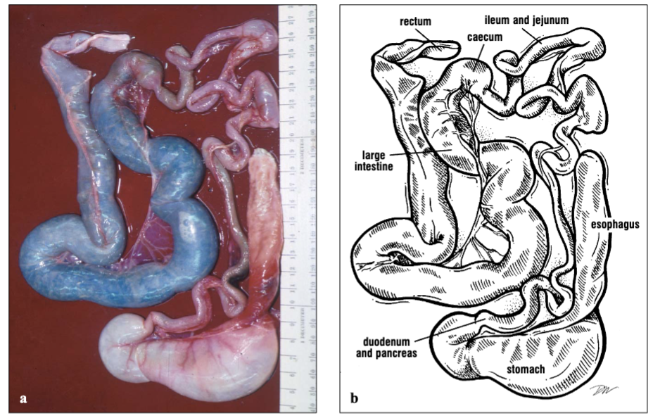 <p><span>Esophagus, stomach, cecum, rectum, duodenum and pancreas, ileum and jejunum, small intestine, and large intestine</span></p>