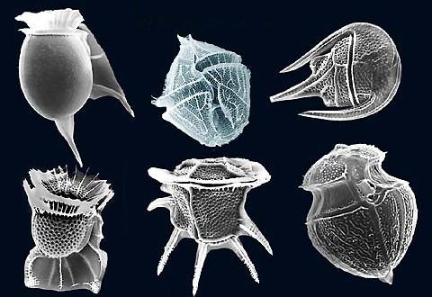 <p>Dinoflagellates</p>