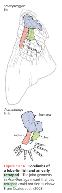 <p>Tetrapods have similar forelimbs because they descended from a single lineage, inherited fundamental design of their appendages. </p><ul><li><p>Devonian</p></li><li><p>All sarcoperygians (lobe-fin bony fish) are characterized by a proximal bone in the fin/limb - humerus (forelimb) or femur (hindlimb).</p></li><li><p>Well developed joints between consecutive vertebrate and enlarged rib attatchments. </p></li><li><p>Pelvis attatched by novel sacral ribs.</p></li><li><p>Respiration, osmoregulation.</p></li><li><p>fin rays → digits</p></li><li><p>the loss of dorsal and anal fins and a flattened skull with dorsally facing orbits.</p></li></ul><p></p>