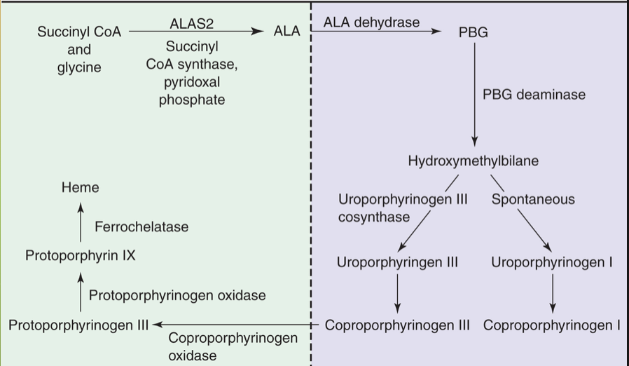 <p>Step 1: glycine and succinyl CoA to form 5-aminolevulinic acid (ALA)</p><p>*Rate limiting step that needs enough Fe2+ and vitamin B6</p><p>Last step: inserting Fe into protophyrophyrin IX that was created in cytoplasm; after this the heme will leave mitochondria and attach to globin in cytoplasm </p>
