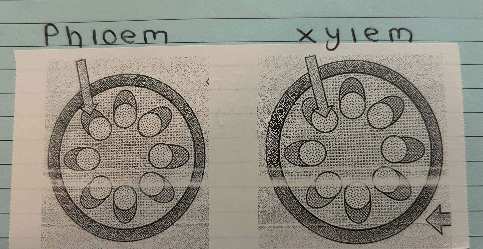 knowt flashcard image