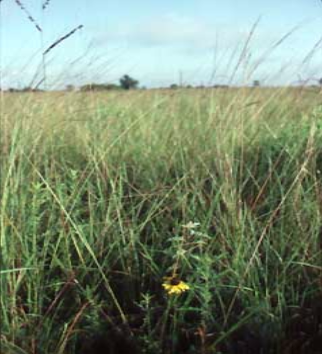 <p>Which biome is this and why</p>