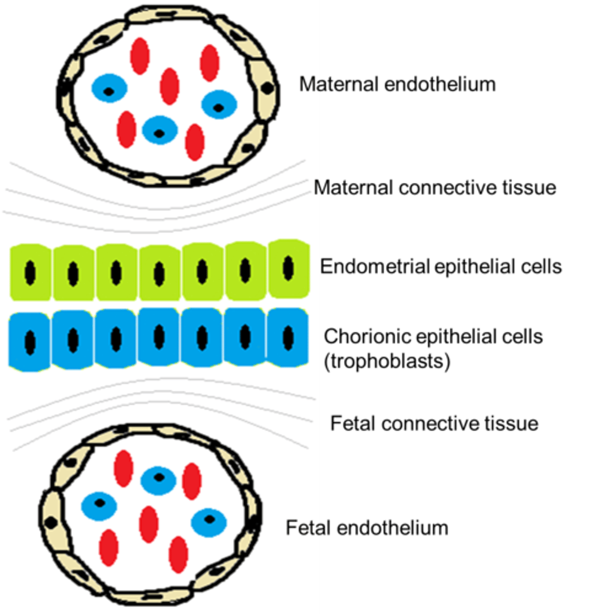<p>have a greater distance between maternal and fetus blood, prevents antibody transfer</p>