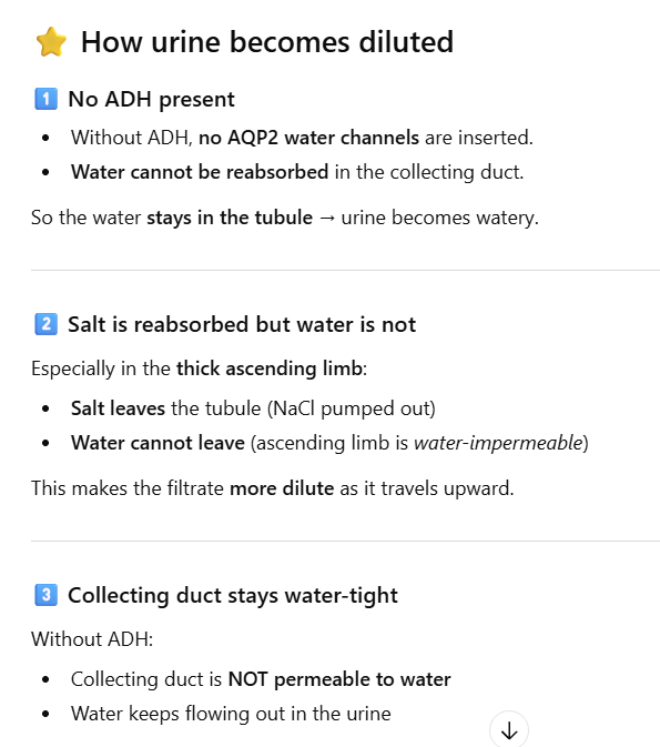 <p>Urine becomes <strong><u>dilute</u></strong> as it moves through ascending limb of loop of Henle due to Na<sup>+</sup> reabsorption &amp; H<sub>2</sub>O impermeability </p>
