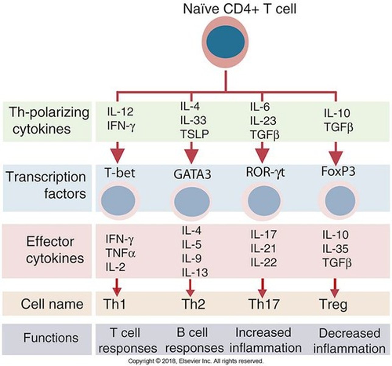 <p>Naïve TH cells differentiate into TH1, TH2, TH17, or Treg based on signals received from APCs and the local environment.</p>