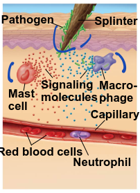 <p>histamines and cytokines released. capillaries dilate</p>