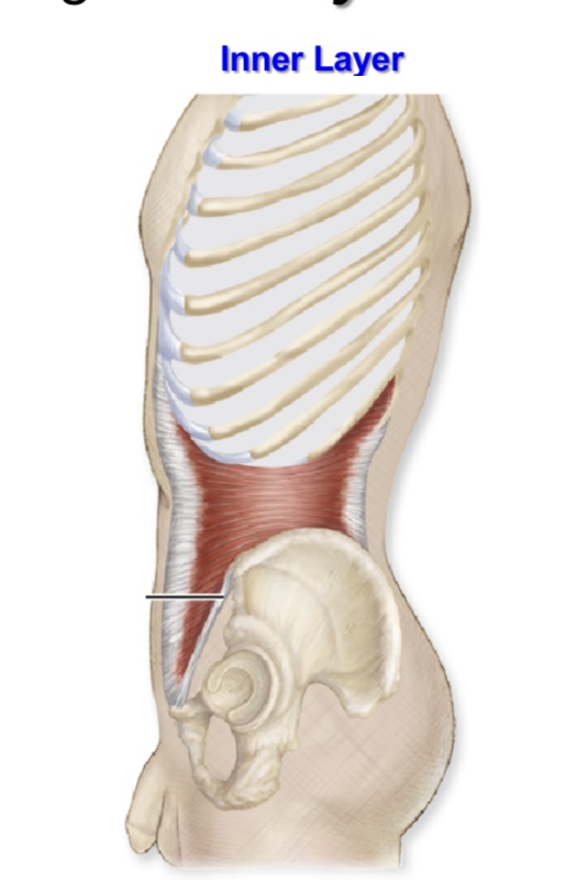 <p>transverse abdominis</p>