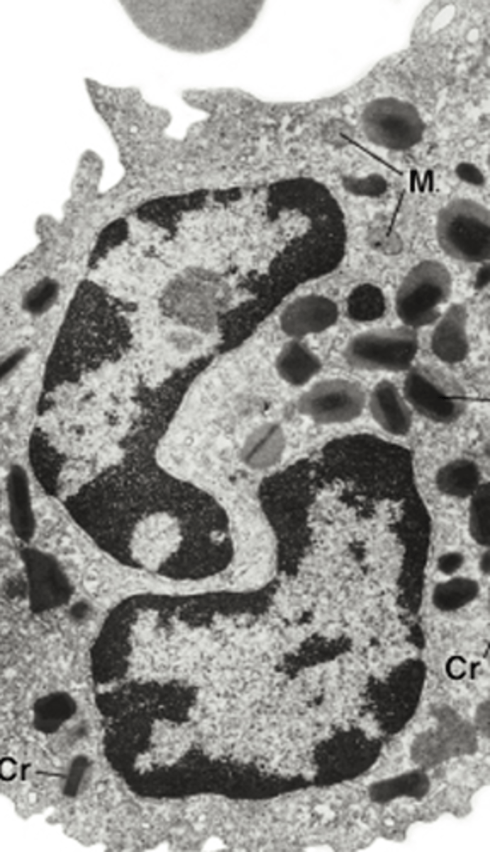 <p>What are the small circular structures-which leukocyte do they belong to?</p>
