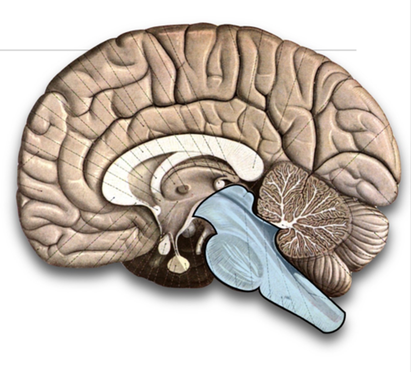 <p>Essential to life. </p><p>Controls autonomic functions like breathing, heart beating</p><p>A continuation of the spinal cord; immediately superior to the foramen magnum</p><p>It serves as a highway for neurons traveling between the spinal cord & the brain</p><p>It connects many of the 12 cranial nerves connect to the CNS.</p><p>Has 3 subdivisions: midbrain, pons, and medulla oblongata</p>