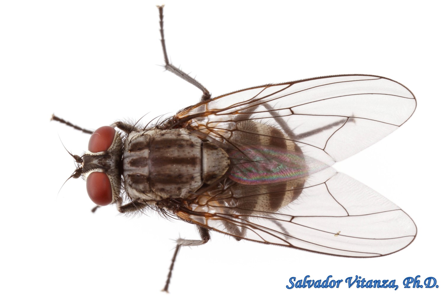 <p>Family: Muscidae (house flies)</p><p></p><p>Usually black or gray</p><p>Arista plumose for whole length</p><p>Hypopleural bristles absent</p><p>Lower calypter larger than upper</p>