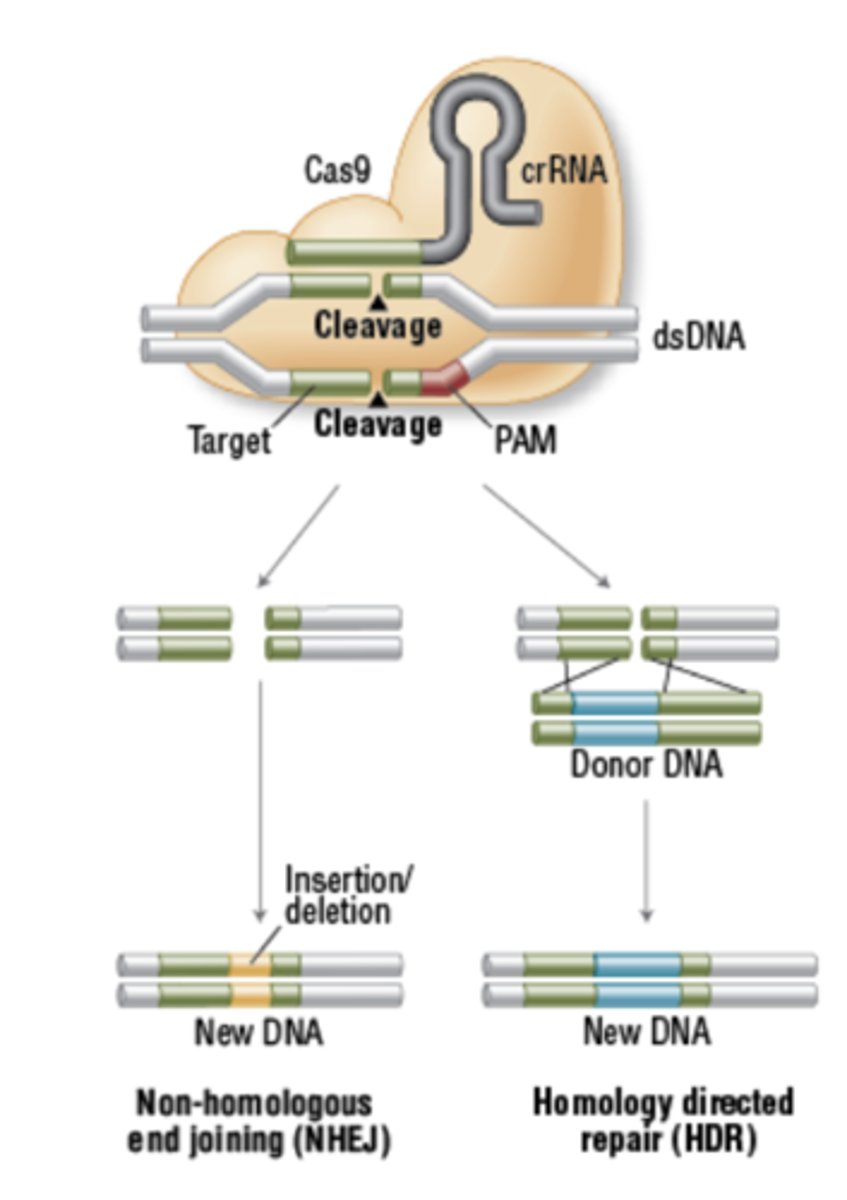 <p>-DNA polymerase</p><p>-Mismatch repair</p><p>-Light repair</p><p>-Excision repair</p>