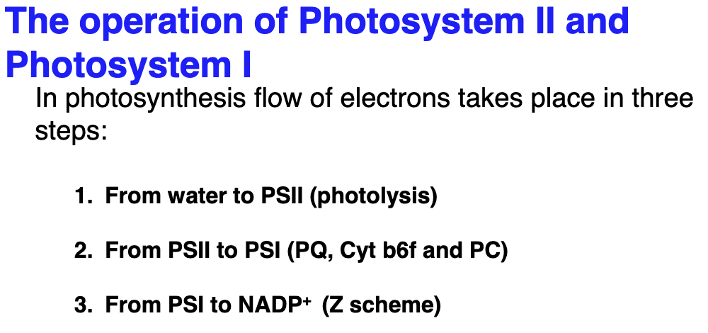 <p>An electron from H2O enters PSII which boosts e- from below energy level of H2O then it moves to PSI which boosts the e- to a level above NADP+. This process of flow of e- from H2O to NADPH+ is called the Z scheme</p>