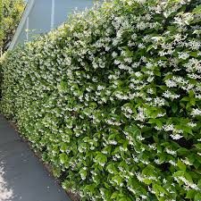 <p>Confederate Jasmine</p>