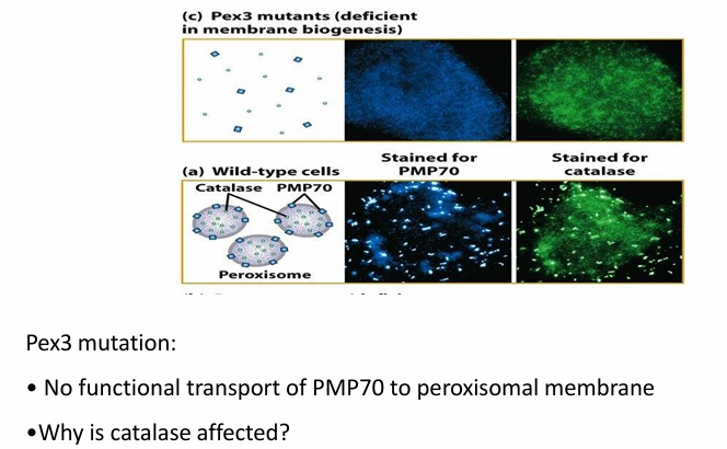 <ul><li><p>Mutation in Pex3 disrupts PMP70 transport&nbsp;</p></li><li><p>Figure c: Has mutation on Pex3</p><ul><li><p>PMP70 is found within cytosol (blue)&nbsp;</p></li></ul></li><li><p>Pex3</p><ul><li><p>Needed to help form peroxisome membrane as well&nbsp;</p></li><li><p>Affects transport of both PMP70 and catalase</p></li><li><p>Proteins needed for catalase transport are peroxisomal membrane proteins as well (ex. Pex14)&nbsp;</p></li></ul></li><li><p>If system to transport proteins into the membrane is faulty, the cell can’t transport proteins into the matrix as well</p></li></ul><p></p>