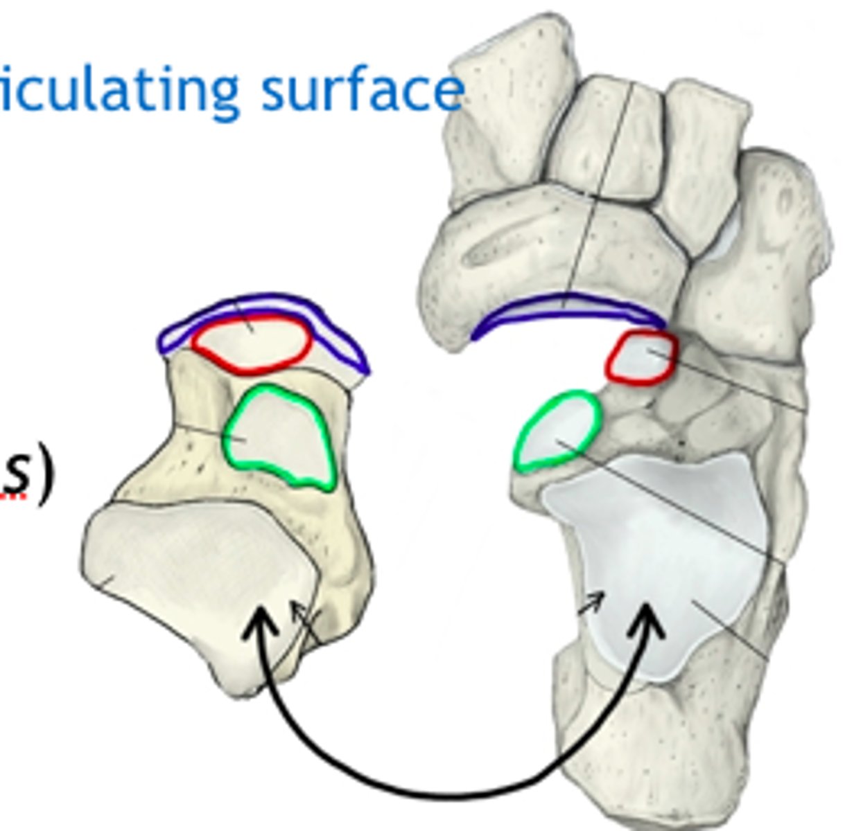 <p>Art. talocalcaneonavicularis</p>