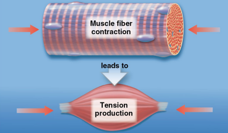 <p>"Fiber shortening" describes the mechanism of muscle contraction, where the functional units of a muscle cell, called sarcomeres, become shorter<span>. The overall result is that the entire muscle cell (fiber) shortens, generating tension that pulls on what?</span></p>