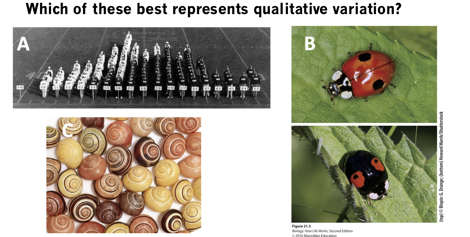 <p>What is the best qualitative variation?</p>