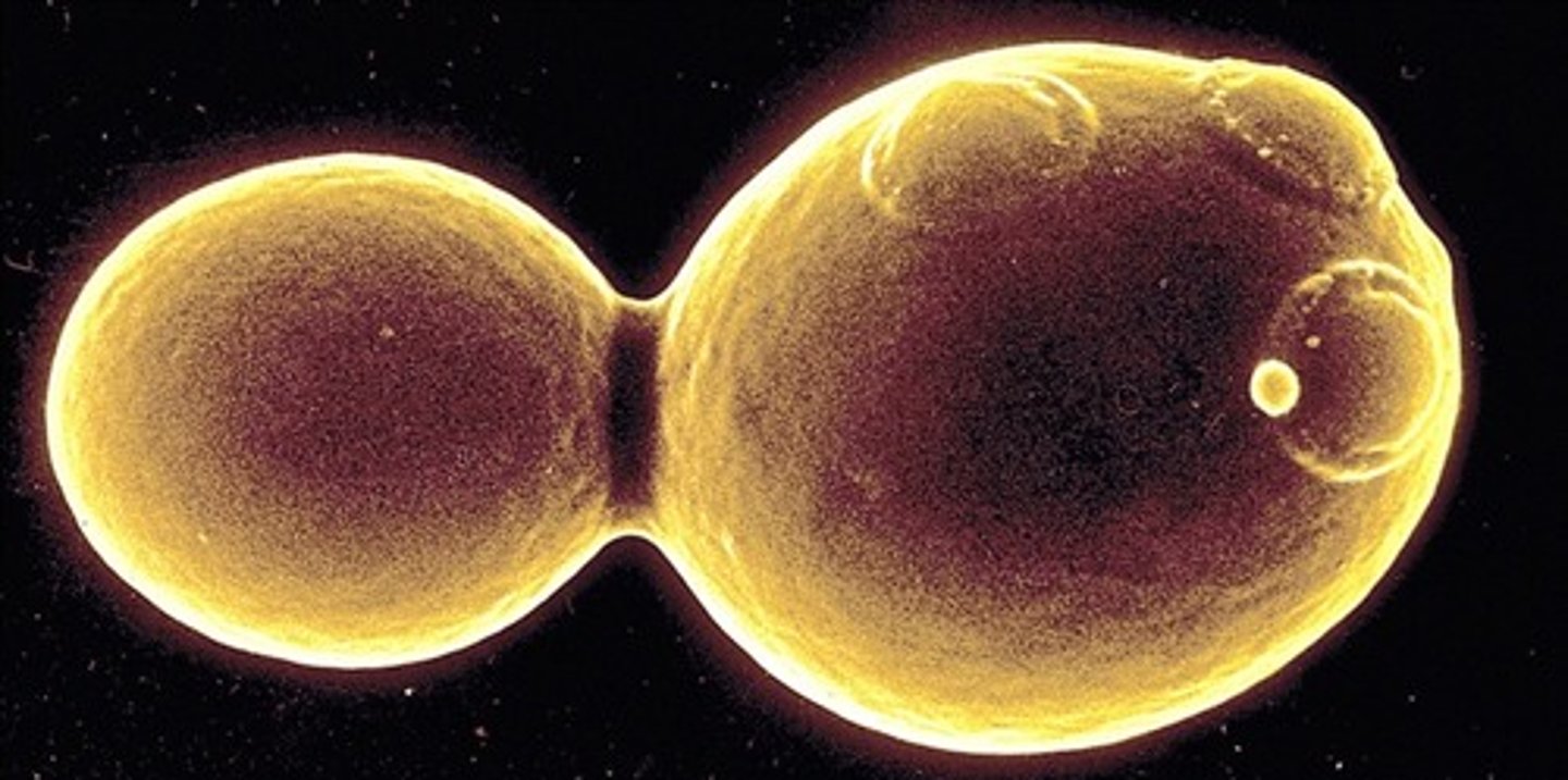 <p>-Athlete's foot</p>