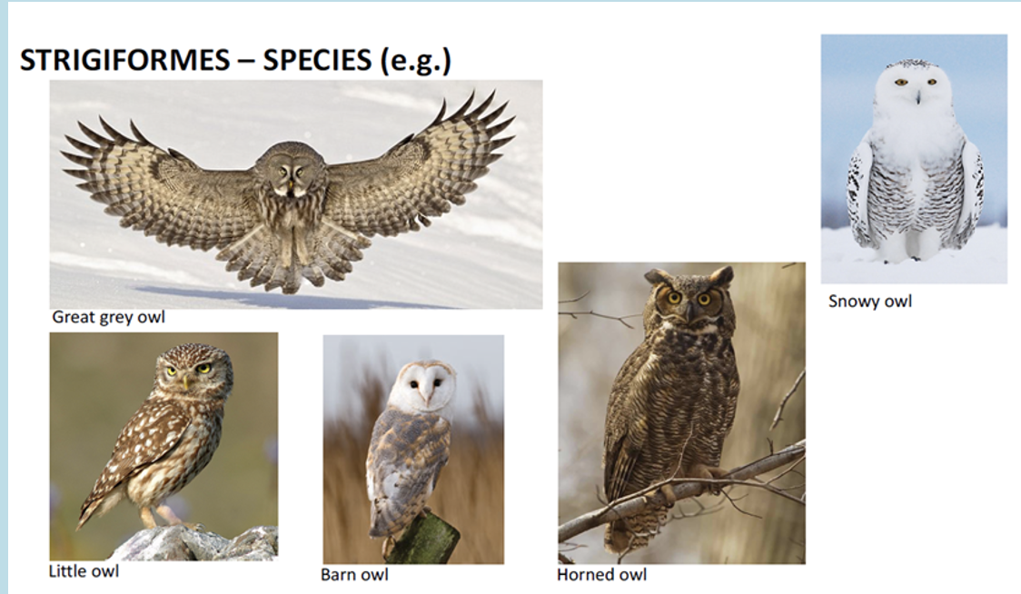 <p>1- Family Tytonidae = Barn Owls 2-  Family Strigidae = Typical Owls</p>