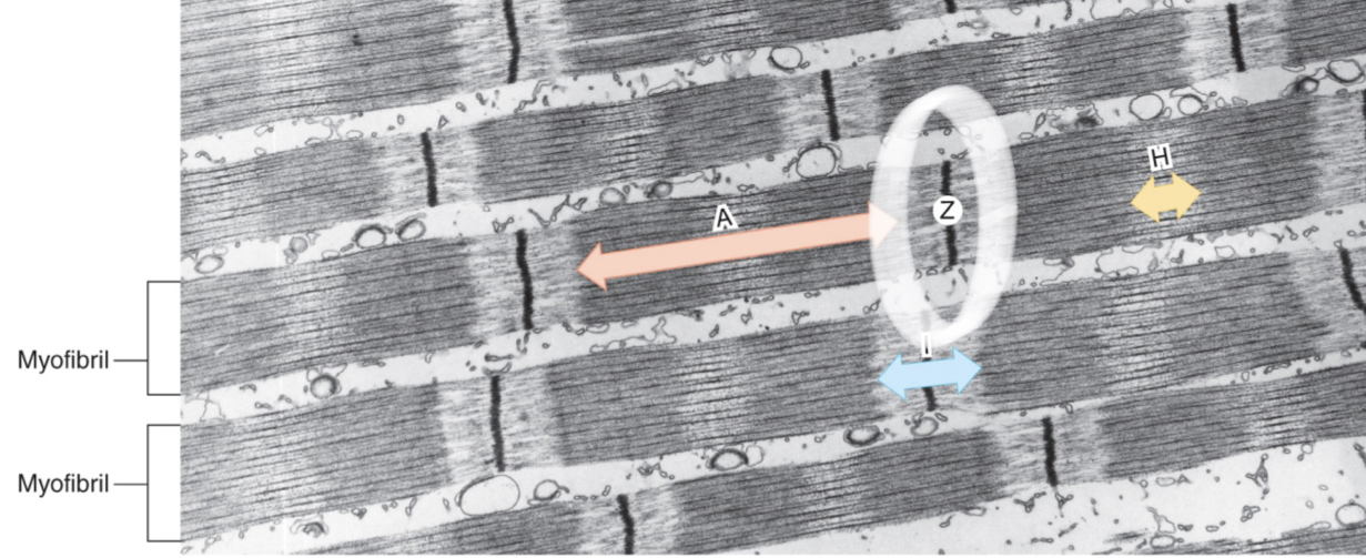 <p>dark lines found in the center of each I band; end/beginning of sarcomere</p>