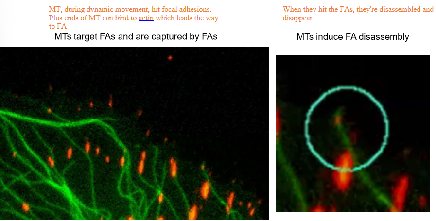 <p>By literally knocking into them</p><ul><li><p>When MTs hit focal adhesions with their plus ends, they can bind to actin and dissociate the focal adhesions, making them disassemble and disappear</p></li><li><p>The depolymerizing microtubules will hit focal adhesions in the back of the cell, causing them to retract. The front, bound by GEF-H1, will not accidentally hit the focal adhesions.</p></li></ul><p></p>