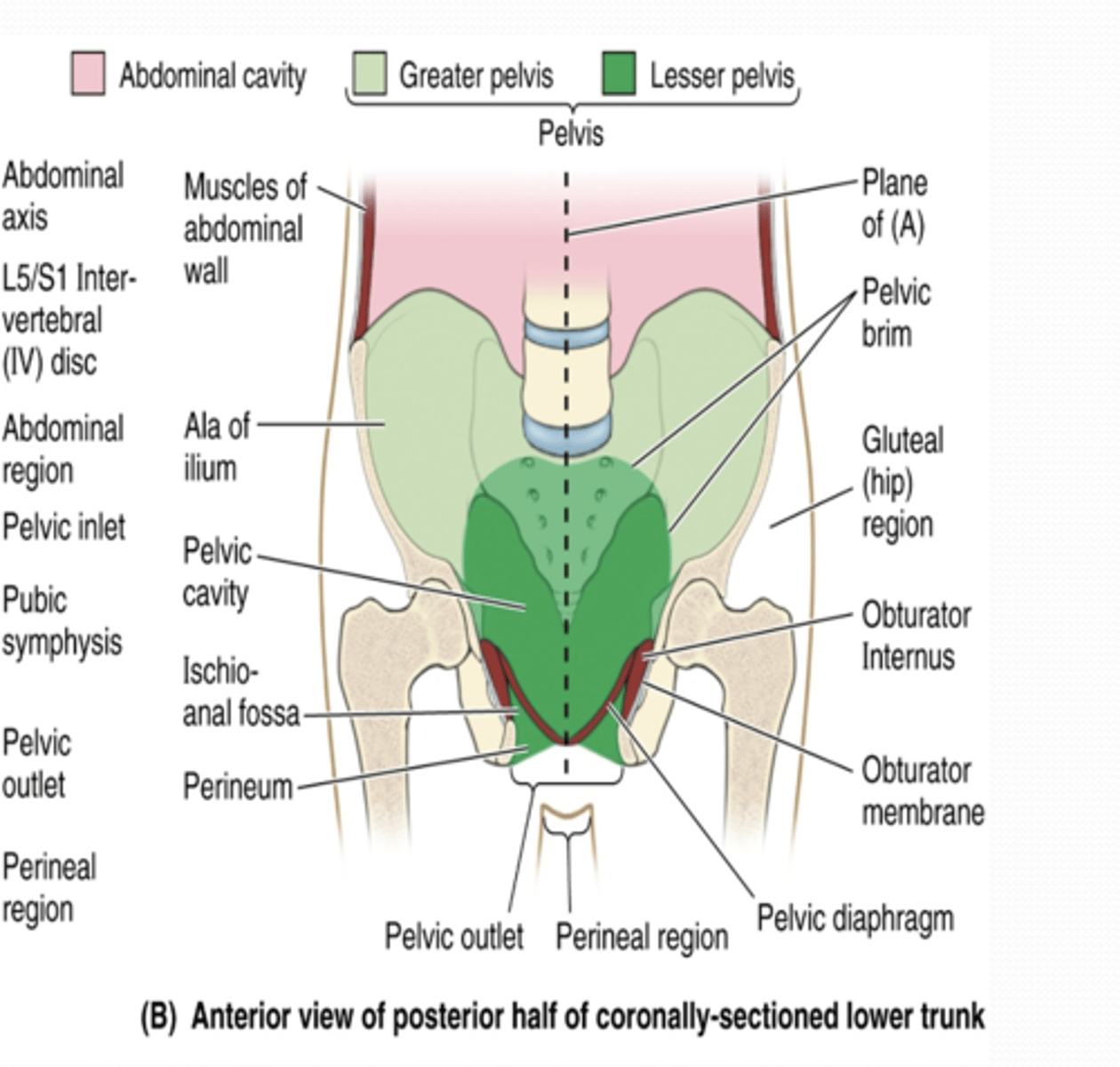 <p>What is the Anterior external boundary of the pelvis? </p>