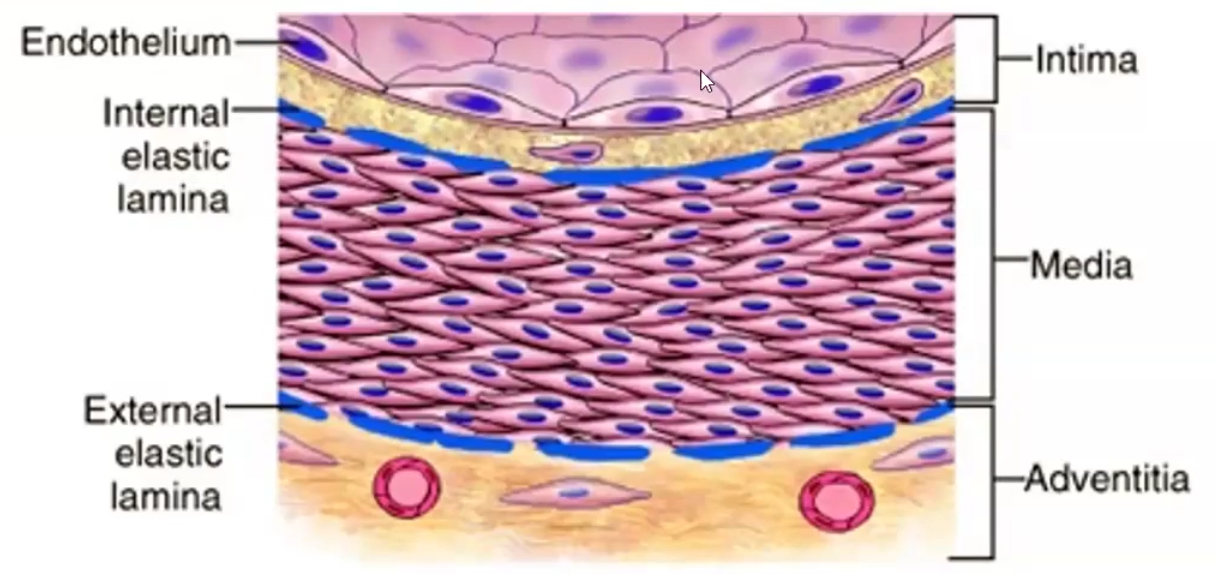 <ul><li><p>Large elastic, Medium muscular, small</p></li><li><p>Made of endothelium (intima), smooth muscle cells (media) and extracellular matrix (adventitia)</p></li></ul><p></p>