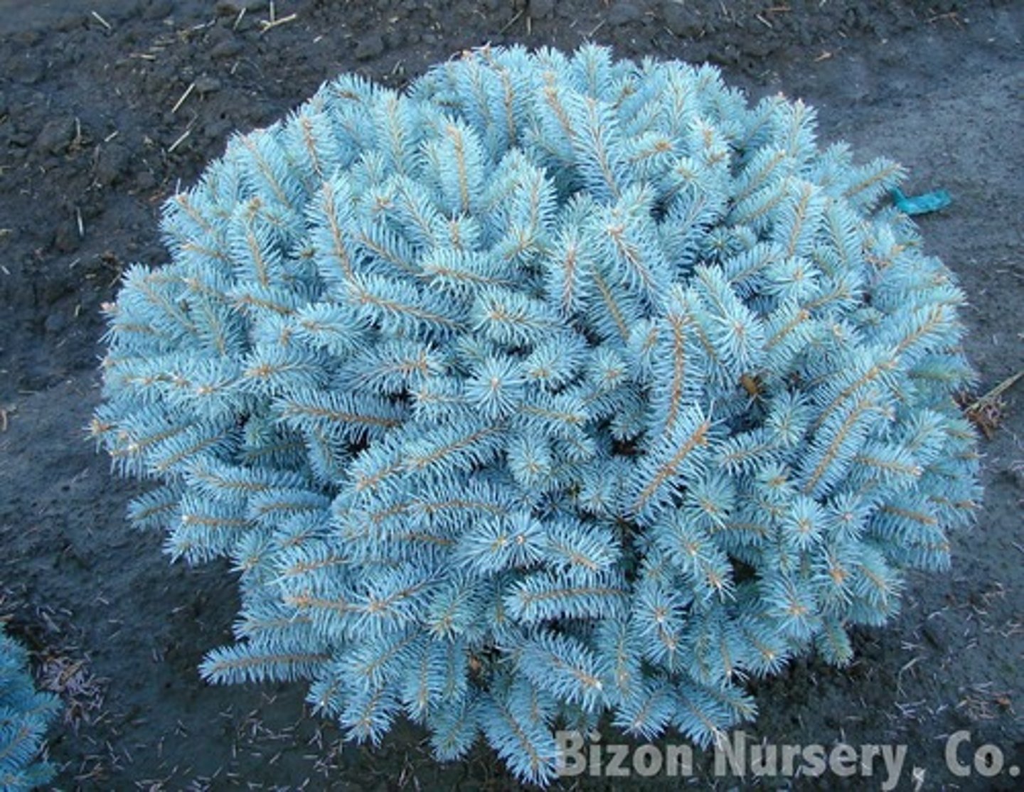 <p>super dense, waxy blue, sharp needles, compact</p>