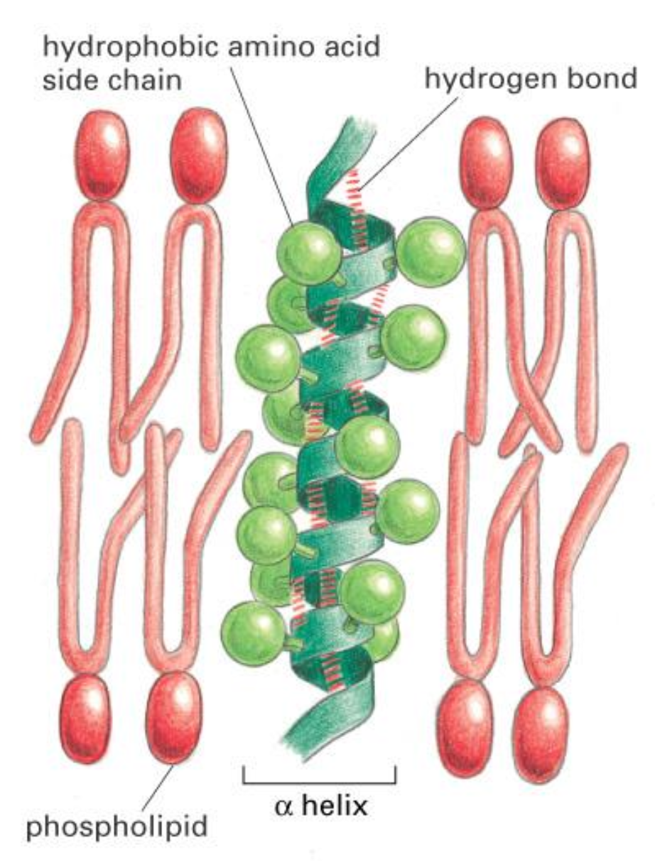 <p><span><span>Transmembrane Proteins are anchored in lipids via hydrophobic alpha-helices.</span></span></p>