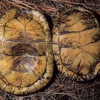 <p>Emydidae</p><p><em>Terrapene </em>c<em>arolina, </em>Common Box Turtle</p><p>Male pictured in previous image. Males have a concave plastron, females have a flat plastron. Males also have redder eyes, females have brown eyes</p>