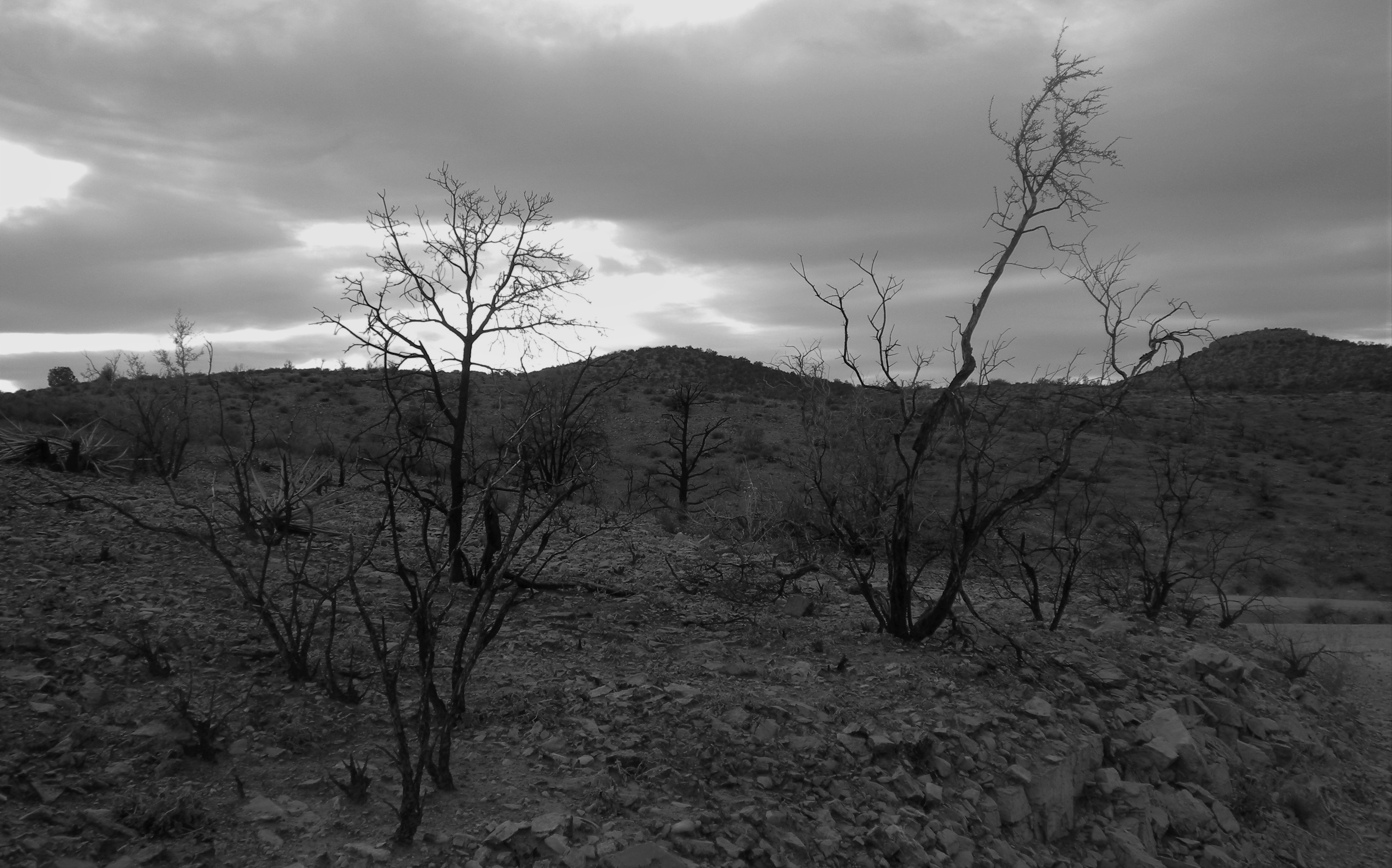 <p>Kahl </p>
