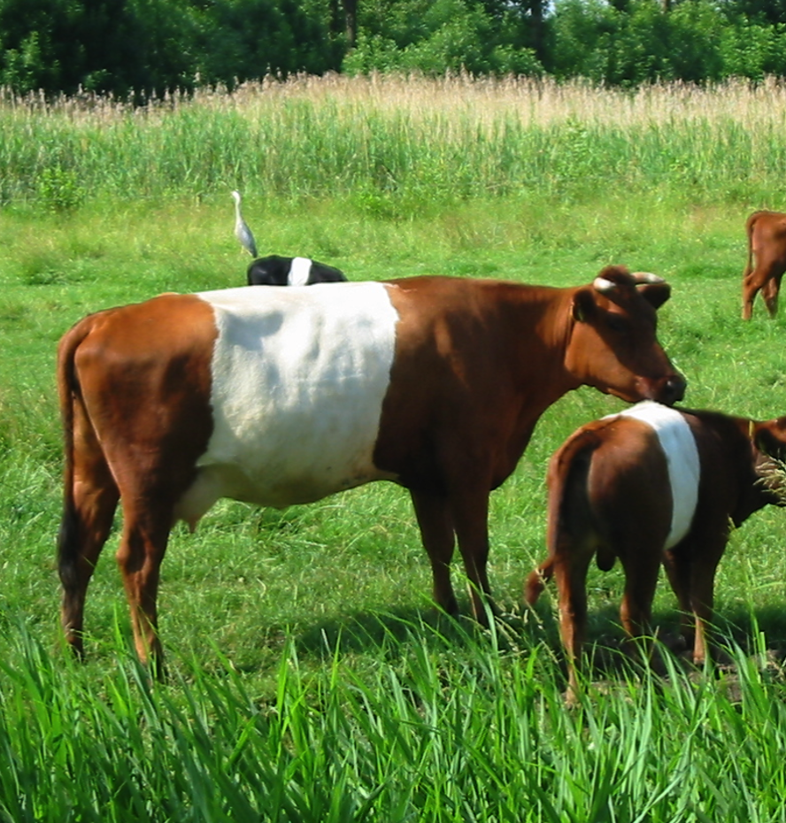 <p><span><span>• Zijn heel herkenbaar aan de witte streep rond de middenhand</span></span></p>