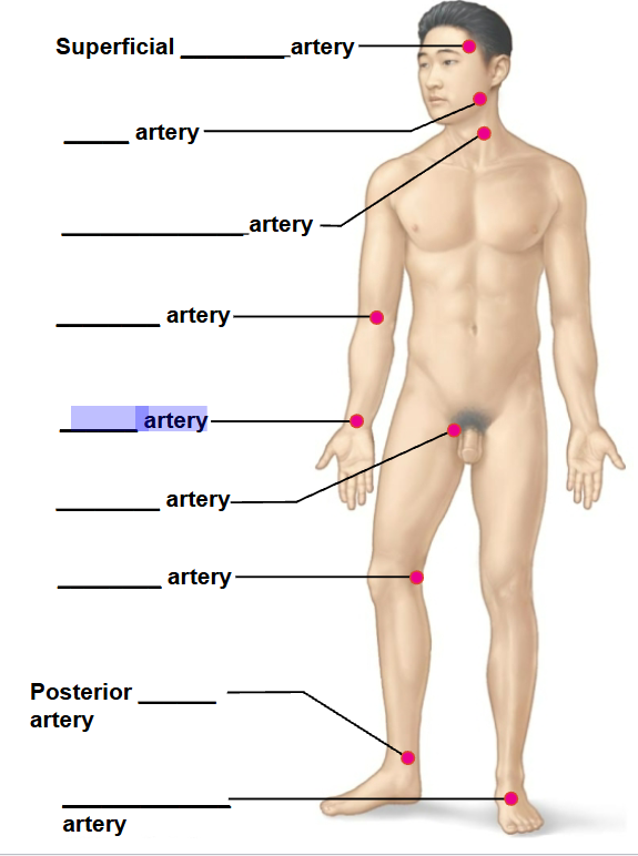 <p>highlighted arrow </p>