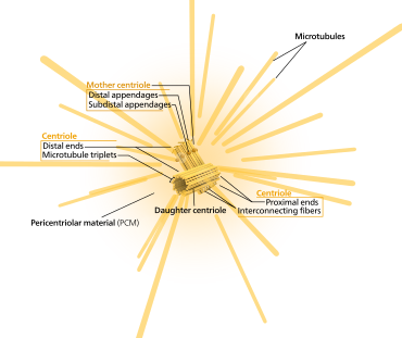 <p>a region located near the nucleus where micro-tubules grow from; important in cell division</p>