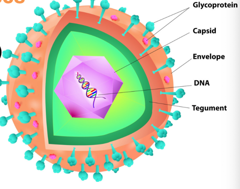 <p>Component of Viruses:</p>