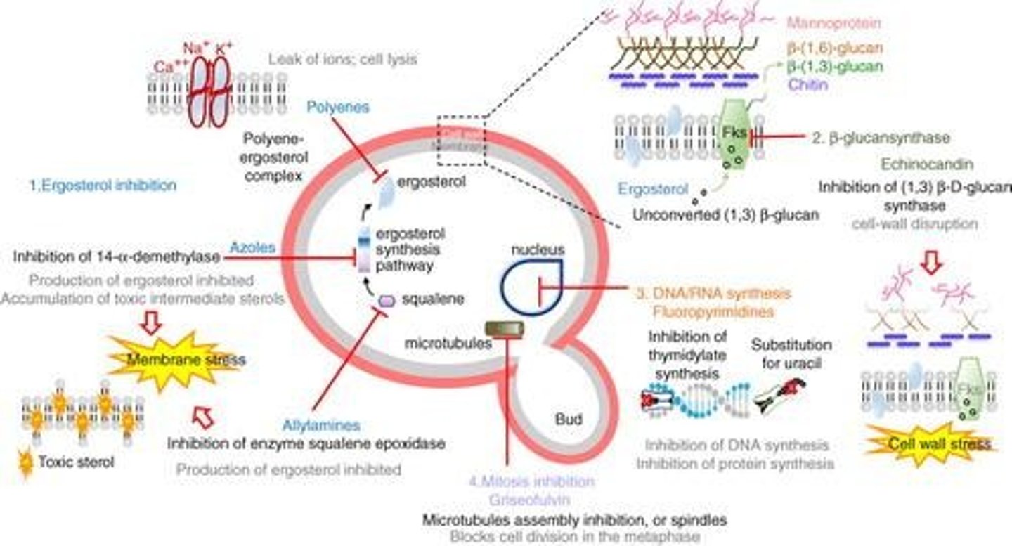 <p>Folic acid is required for the synthesis of DNA, RNA, and amino acids; bacteria can synthesize it while humans cannot.</p>